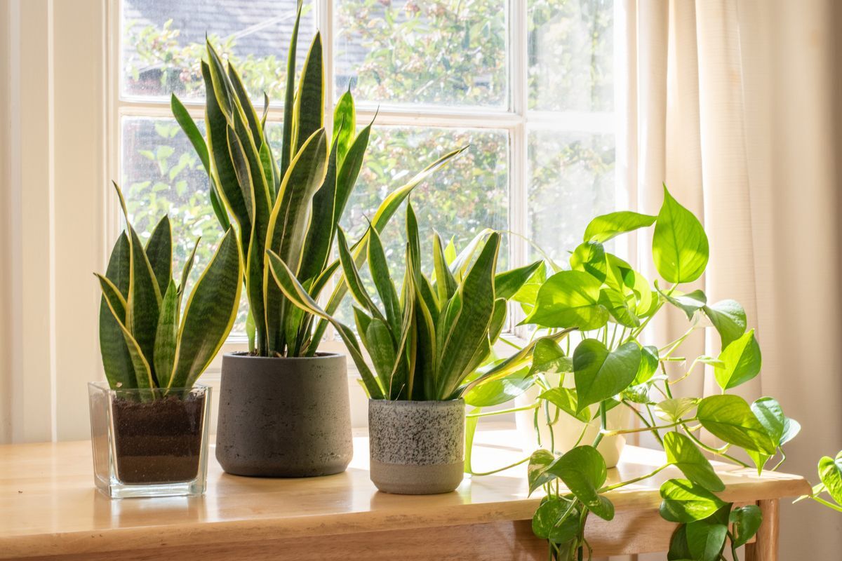 Air Purifying Plants